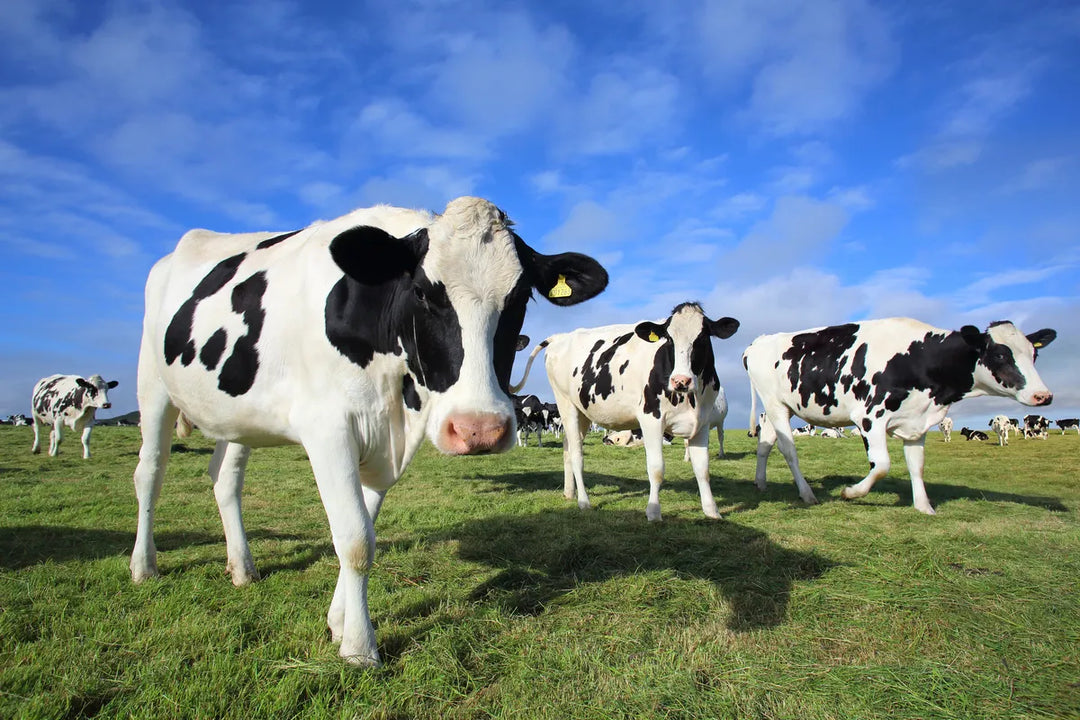 Lost and Found: The Rolex Watch Eaten by a Cow 50 Years Ago